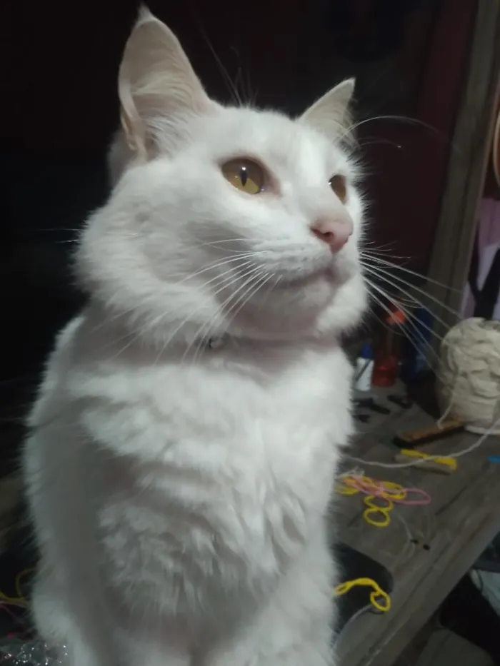 Gato raça SRD-ViraLata idade 5 anos nome Charlie