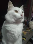 Charlie