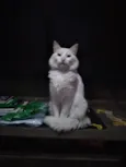 Charlie