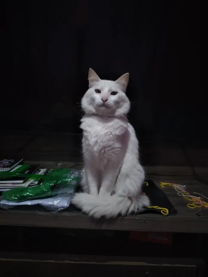 Gato raça SRD-ViraLata idade 5 anos nome Charlie