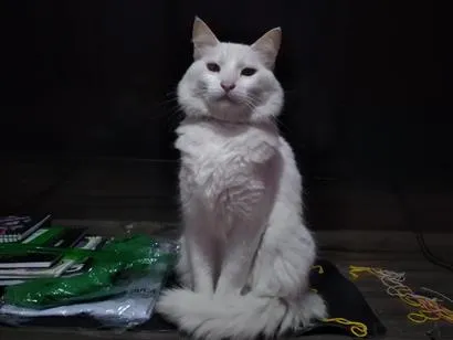Gato raça SRD-ViraLata idade 5 anos nome Charlie