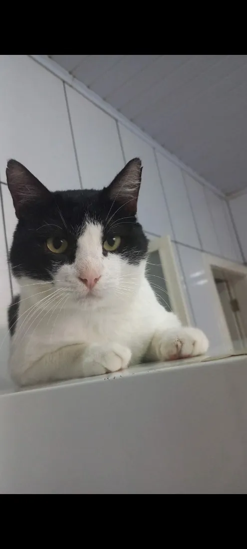 Gato raça SRD-ViraLata idade 4 anos nome Fred