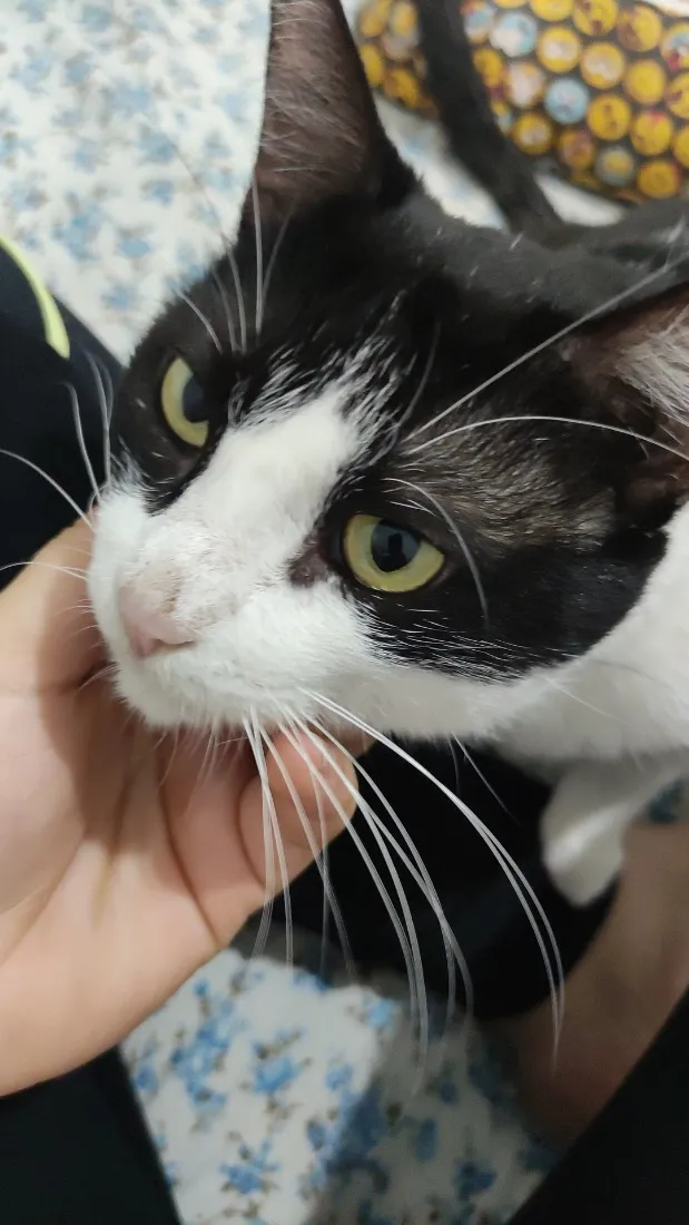 Gato raça SRD-ViraLata idade 4 anos nome Fred