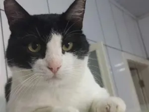 Gato raça SRD-ViraLata idade 4 anos nome Fred