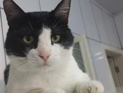 Gato raça SRD-ViraLata idade 4 anos nome Fred