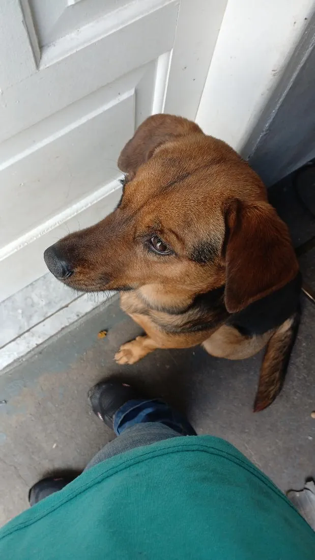 Cachorro raça SRD-ViraLata idade 2 anos nome Thor