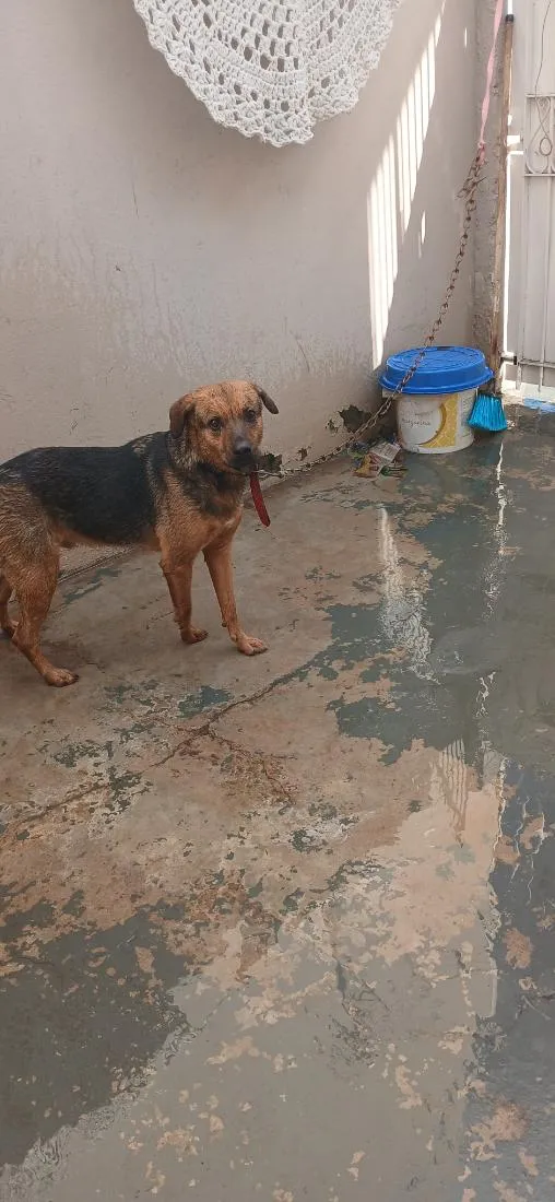 Cachorro raça SRD-ViraLata idade 2 anos nome Thor