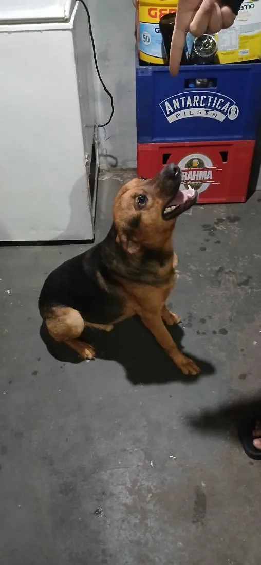 Cachorro raça SRD-ViraLata idade 2 anos nome Thor
