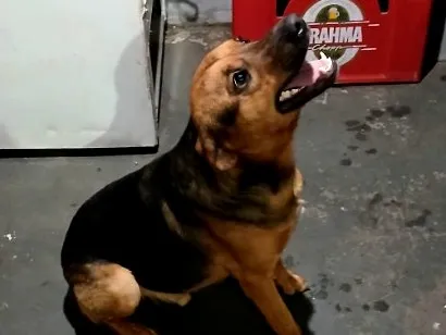 Cachorro raça SRD-ViraLata idade 2 anos nome Thor