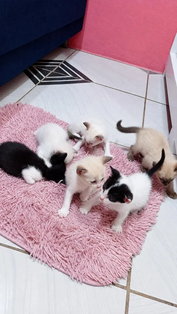 Gato raça SRD-ViraLata idade Abaixo de 2 meses nome filhotes 