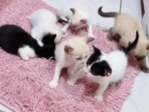 Gato raça SRD-ViraLata idade Abaixo de 2 meses nome filhotes 