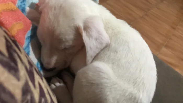 Cachorro raça SRD-ViraLata idade 2 a 6 meses nome Thor