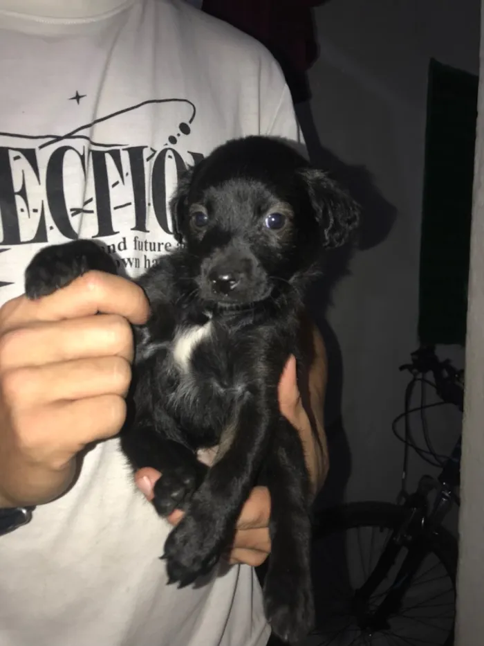 Cachorro raça SRD-ViraLata idade 2 a 6 meses nome Sua escolha