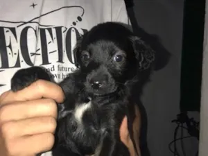 Cachorro raça SRD-ViraLata idade 2 a 6 meses nome Sua escolha
