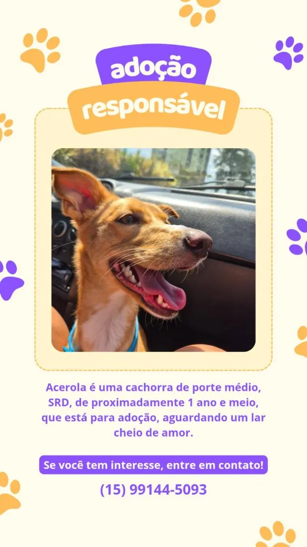 Cachorro raça SRD-ViraLata idade 1 ano nome Acerola