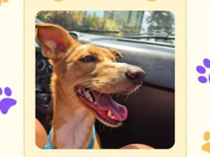 Cachorro raça SRD-ViraLata idade 1 ano nome Acerola