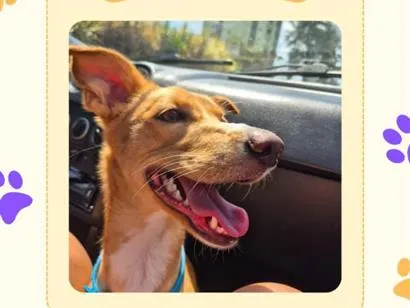 Cachorro raça SRD-ViraLata idade 1 ano nome Acerola