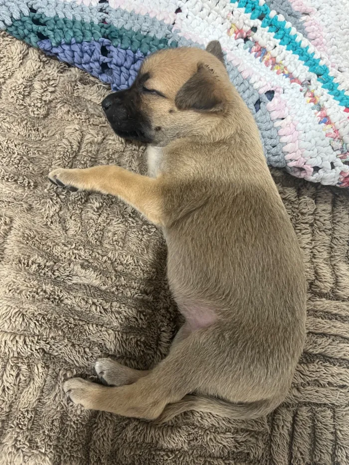 Cachorro raça SRD-ViraLata idade Abaixo de 2 meses nome Mily 
