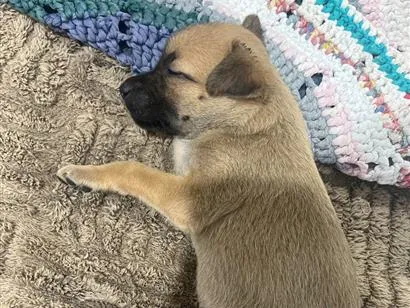 Cachorro raça SRD-ViraLata idade Abaixo de 2 meses nome Mily 