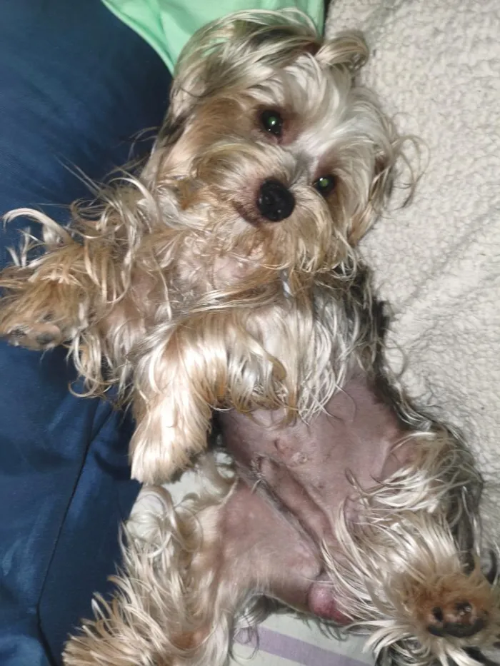 Cachorro raça SRD-ViraLata idade 7 a 11 meses nome cookie 