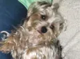cookie