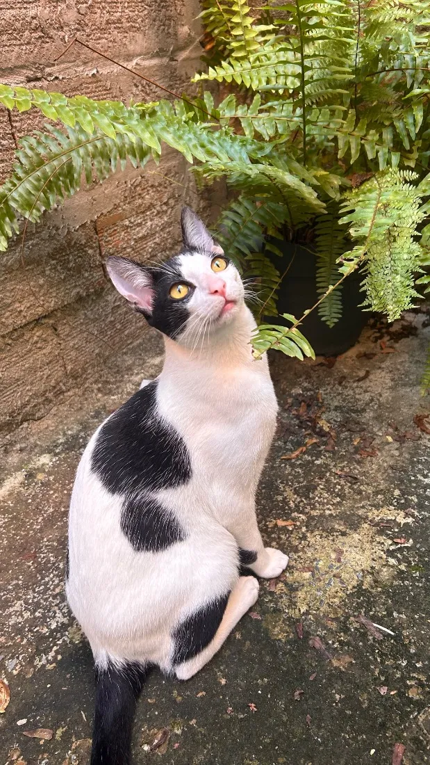 Gato raça SRD-ViraLata idade 7 a 11 meses nome Dom