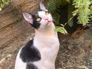 Gato raça SRD-ViraLata idade 7 a 11 meses nome Dom