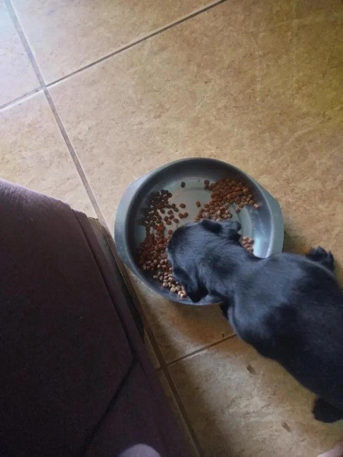 Cachorro raça SRD-ViraLata idade Abaixo de 2 meses nome lohan