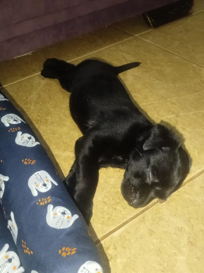 Cachorro raça SRD-ViraLata idade Abaixo de 2 meses nome lohan