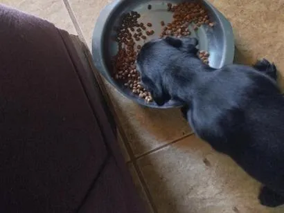 Cachorro raça SRD-ViraLata idade Abaixo de 2 meses nome lohan
