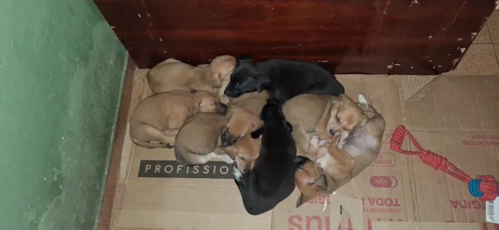 Cachorro raça SRD-ViraLata idade Abaixo de 2 meses nome Filhotes