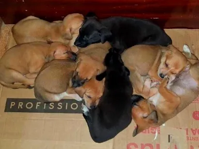 Cachorro raça SRD-ViraLata idade Abaixo de 2 meses nome Filhotes