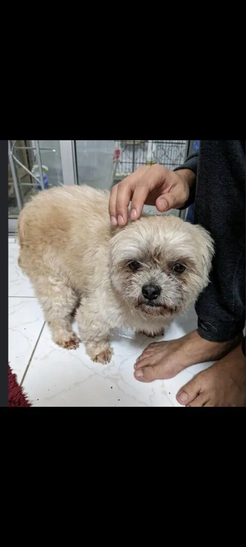 Cachorro raça Shitzu idade 6 ou mais anos nome Taylon