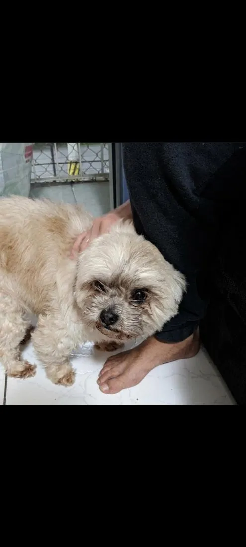Cachorro raça Shitzu idade 6 ou mais anos nome Taylon