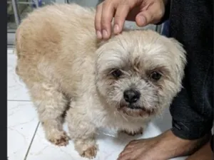 Cachorro raça Shitzu idade 6 ou mais anos nome Taylon
