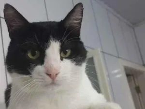 Gato raça SRD-ViraLata idade 4 anos nome Fred