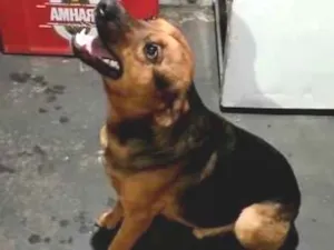 Cachorro raça SRD-ViraLata idade 2 anos nome Thor