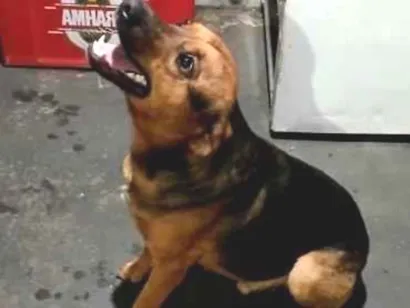 Cachorro raça SRD-ViraLata idade 2 anos nome Thor