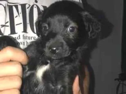 Cachorro raça SRD-ViraLata idade 2 a 6 meses nome Sua escolha