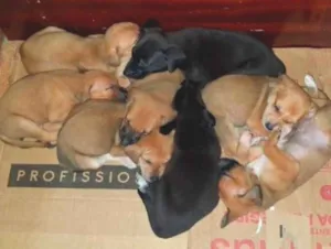 Cachorro raça SRD-ViraLata idade Abaixo de 2 meses nome Filhotes