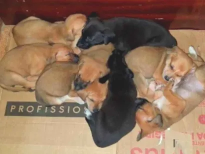Cachorro raça SRD-ViraLata idade Abaixo de 2 meses nome Filhotes