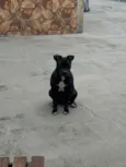 Pretinha