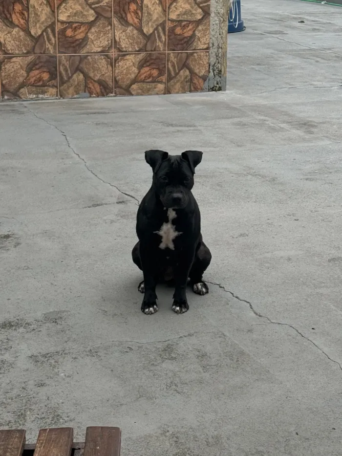 Cachorro raça Pit-Bull idade 4 anos nome Pretinha