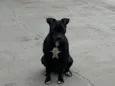 Pretinha