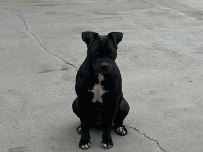 Cachorro raça Pit-Bull idade 4 anos nome Pretinha