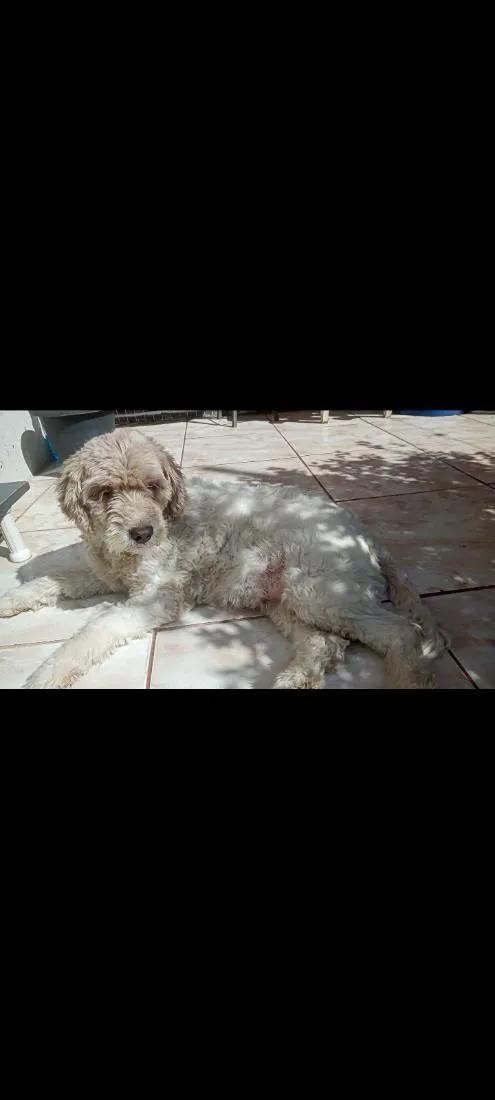 Cachorro raça SRD-ViraLata idade 6 ou mais anos nome Duquesa,fêmea 