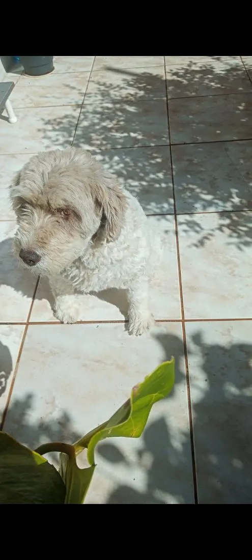 Cachorro raça SRD-ViraLata idade 6 ou mais anos nome Duquesa,fêmea 