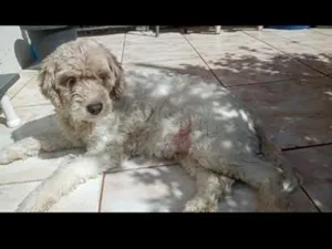 Cachorro raça SRD-ViraLata idade 6 ou mais anos nome Duquesa,fêmea 