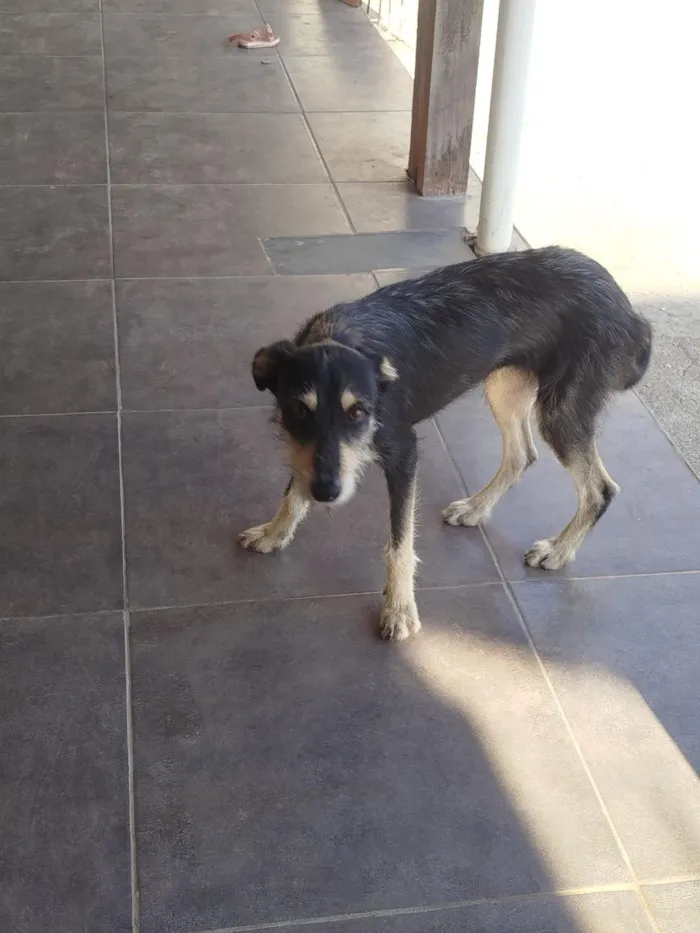 Cachorro raça SRD-ViraLata idade 7 a 11 meses nome Lilica 