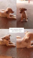 Amélia 